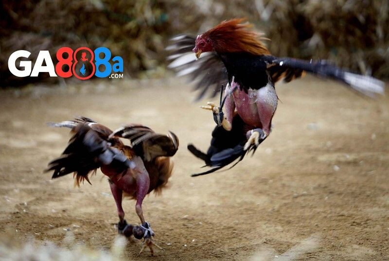 Kinh nghiệm hay khi chơi đá gà ăn tiền online bất bại