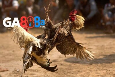 Những ưu điểm khi lựa chọn trang đá gà trực tiếp 67