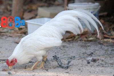 Gà tre đá – Chiến thần nhỏ bé khuấy đảo mọi đấu trường