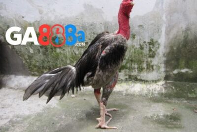 Cách chọn màu mạng gà đá chi tiết, chính xác từ chuyên gia