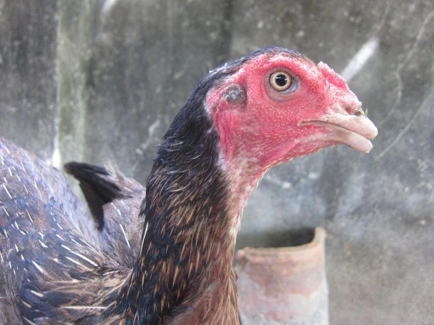 Cách khắc phục gà mổ lông nhau