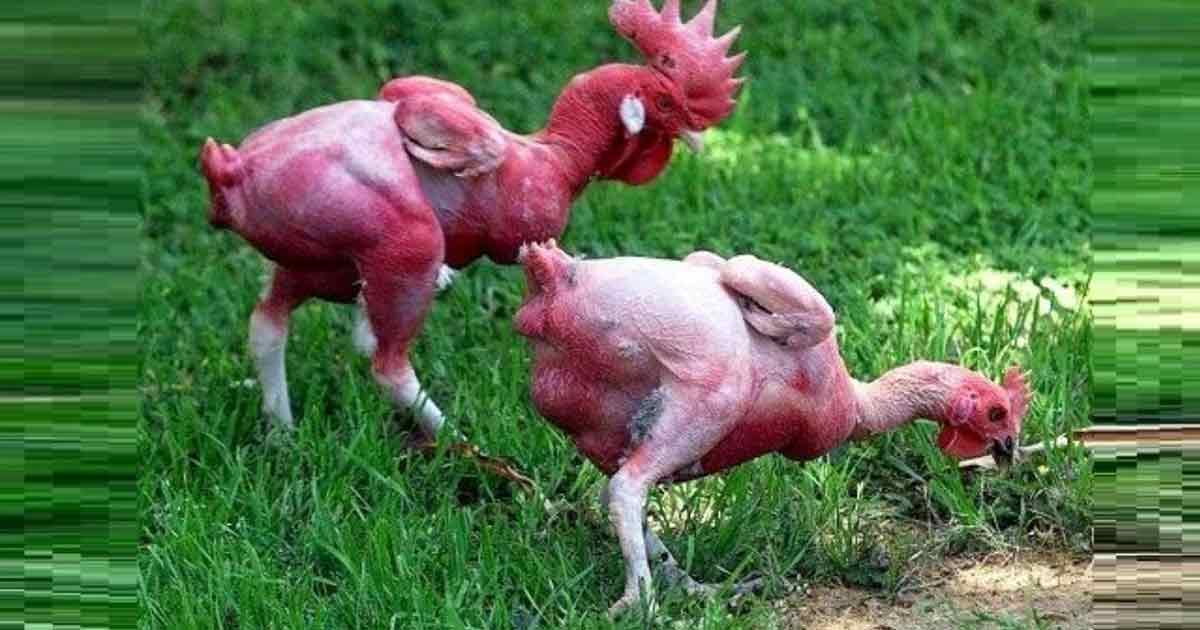 Gà mổ lông nhau là thế nào?
